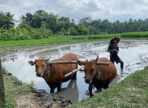 an unforgettable experiences with local farmer