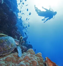Destination Sulawesi wisata bunaken