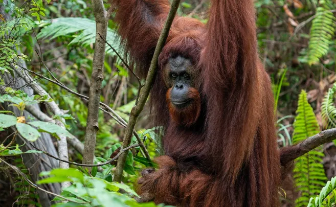 Package Tours ORANGUTANS & DAYAK TRIBE ADVENTURE 1 ~blog/2023/10/15/cover_w1170_h690_about_orangutan_habitat_3