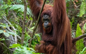 ORANGUTANS  DAYAK TRIBE ADVENTURE