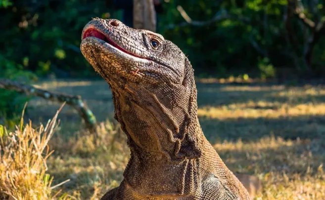 Shore Excursions RINCA & KOMODO TOUR  3 DAYS / 2 NIGHTS 6 ~blog/2023/10/15/rinca_island