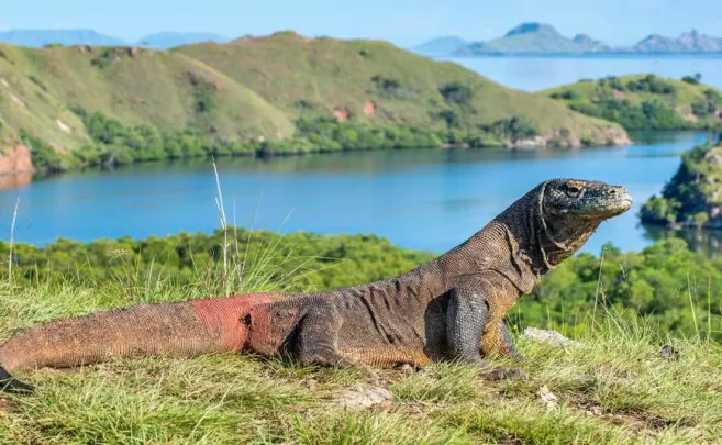 Shore Excursions RINCA & KOMODO TOUR  3 DAYS / 2 NIGHTS 8 ~blog/2023/10/15/rinca_island