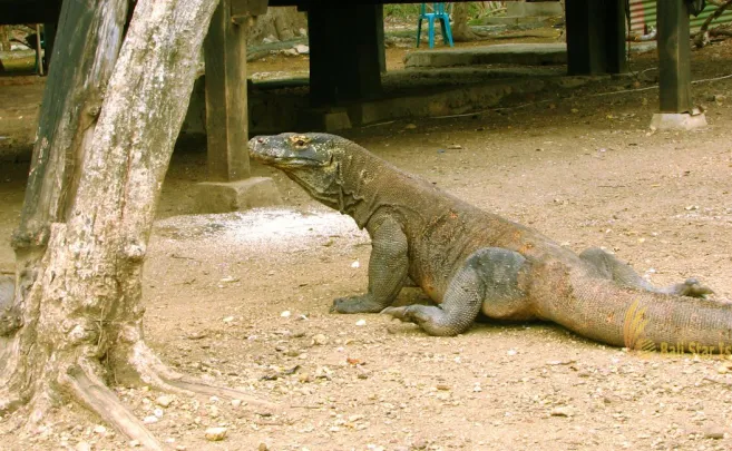 Shore Excursions RINCA & KOMODO TOUR  3 DAYS / 2 NIGHTS 4 ~blog/2023/10/15/rinca_island_1