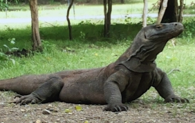 RINCA  KOMODO TOUR  3 DAYS  2 NIGHTS