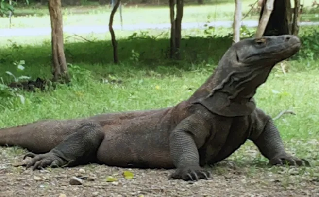 Shore Excursions RINCA & KOMODO TOUR  3 DAYS / 2 NIGHTS 1 ~blog/2023/10/15/rinca_island_komodo_dragon