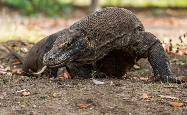 Shore Excursions RINCA & KOMODO TOUR  3 DAYS / 2 NIGHTS 3 ~blog/2023/10/15/tnk_4743_1024x682